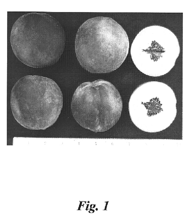 Figure 1 of US plant patent PP15216, the photograph of Crimson Rocket printed in the patent.