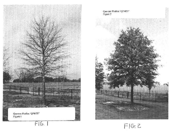 Figure 1 of US plant patent PP15217, the photograph of QPMTF printed in the patent.