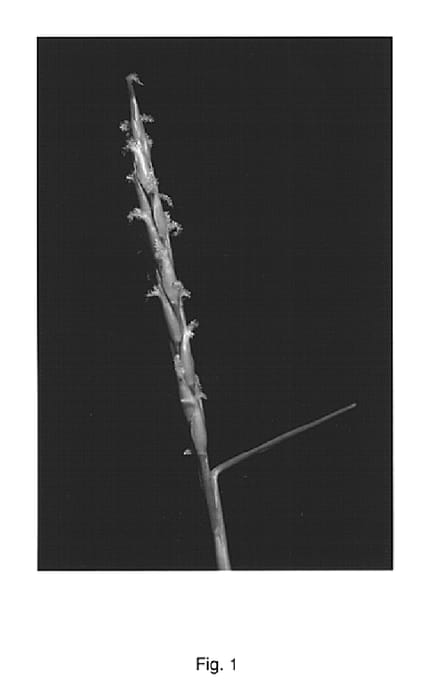 Figure 1 of US plant patent PP15218, the photograph of Southern Gem printed in the patent.