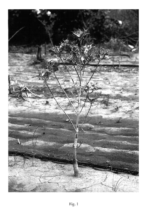 Figure 1 of US plant patent PP15219, the photograph of Rutnut printed in the patent.