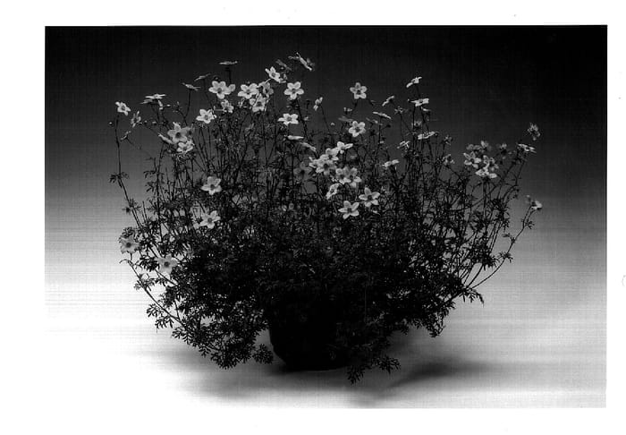 Figure 1 of US plant patent PP15220, the photograph of Bidantis printed in the patent.
