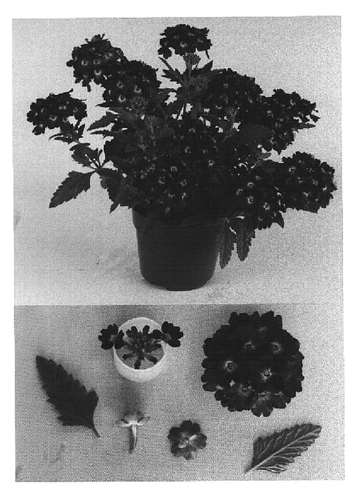 Figure 1 of US plant patent PP15221, the photograph of Bodcomblu printed in the patent.