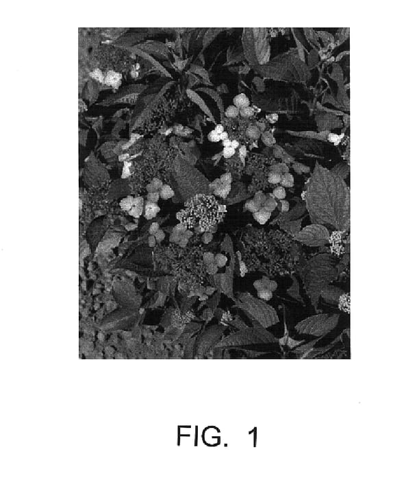 Figure 1 of US plant patent PP15222, the photograph of Sweet Chris printed in the patent.