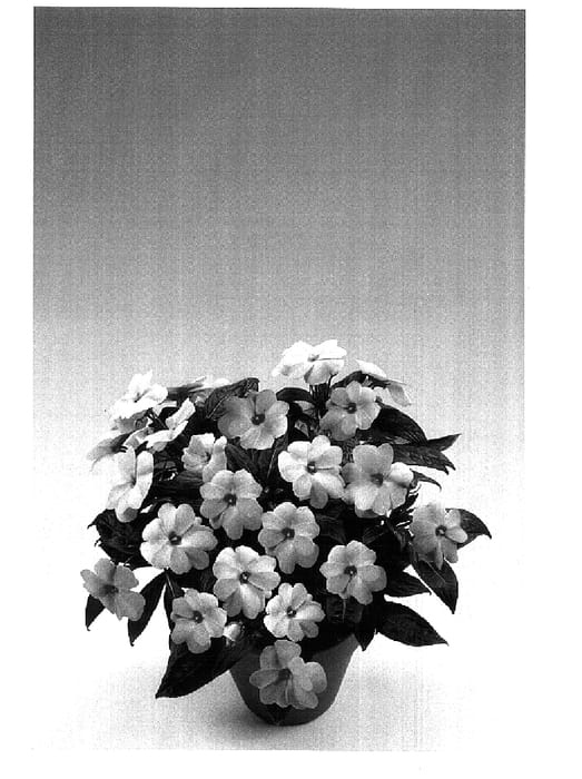 Figure 1 of US plant patent PP15223, the photograph of Fitam Light Pink printed in the patent.