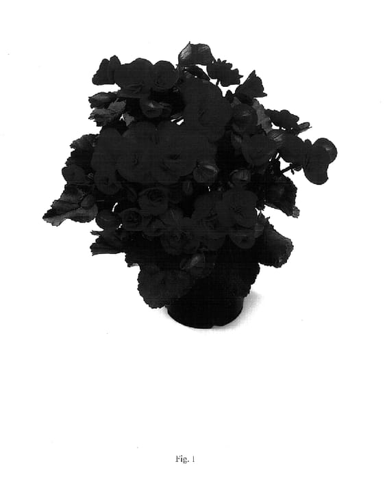 Figure 1 of US plant patent PP15224, the photograph of BBVeronica printed in the patent.