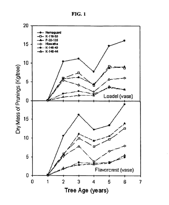 Figure 1 of US plant patent PP15225, the photograph of P30-135 printed in the patent.