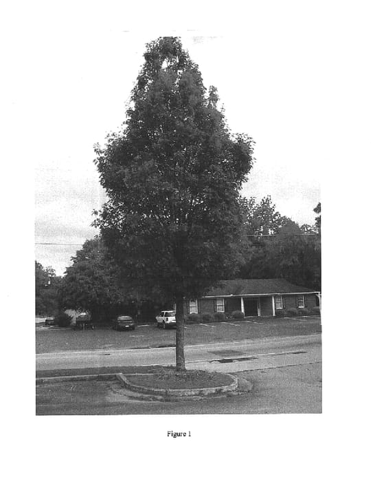 Figure 1 of US plant patent PP15226, the photograph of ACNRT1 printed in the patent.