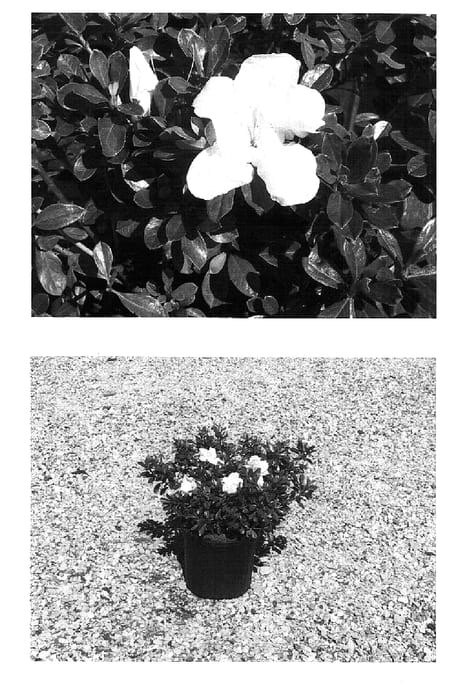 Figure 1 of US plant patent PP15227, the photograph of Robleg printed in the patent.
