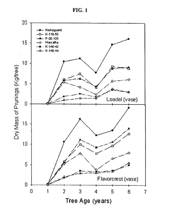 Figure 1 of US plant patent PP15228, the photograph of K146-43 printed in the patent.
