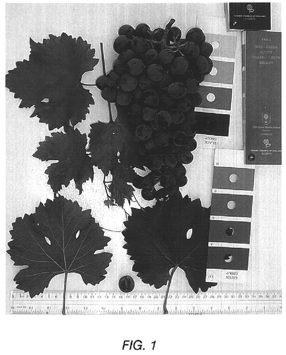 Figure 1 of US plant patent PP15229, the photograph of Sugratwentyeight printed in the patent.