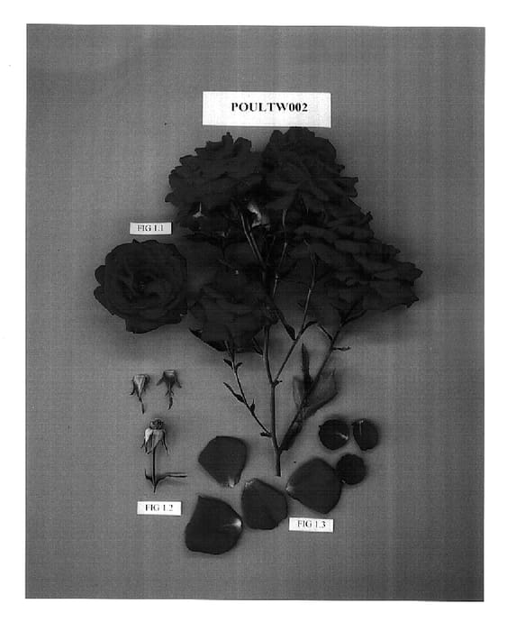 Figure 1 of US plant patent PP15230, the photograph of POULtw002 printed in the patent.