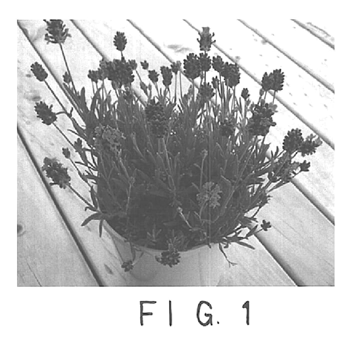 Figure 1 of US plant patent PP15231, the photograph of Thumbelina Leigh printed in the patent.