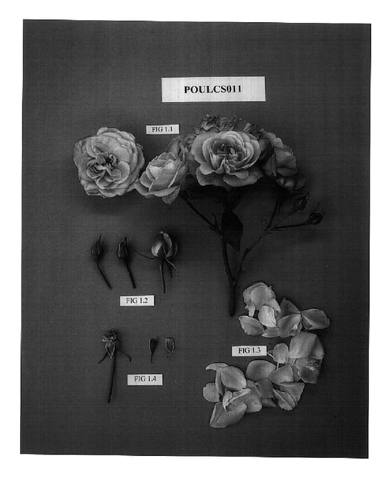 Figure 1 of US plant patent PP15232, the photograph of POULcs011 printed in the patent.