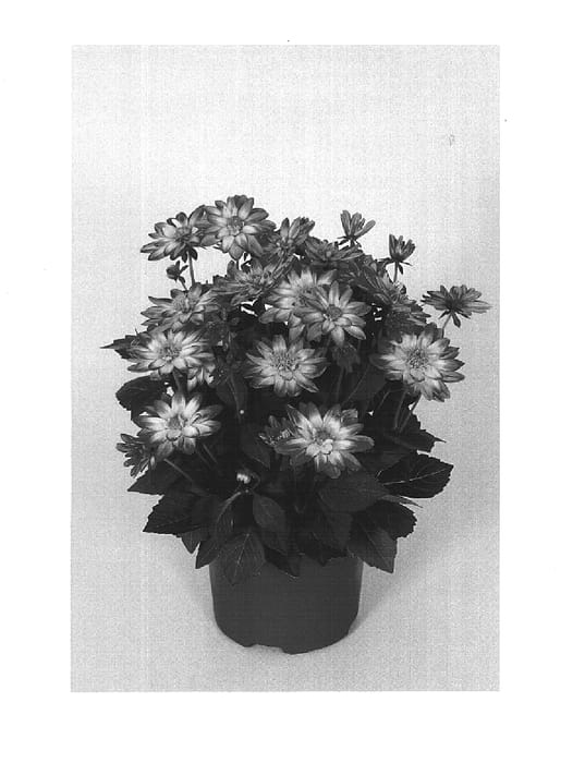 Figure 1 of US plant patent PP15233, the photograph of Sabinas printed in the patent.