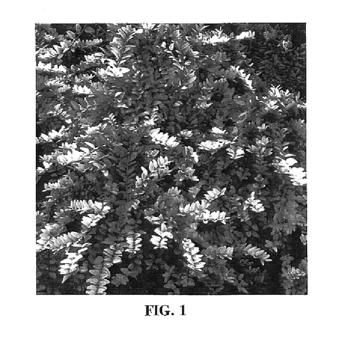 Figure 1 of US plant patent PP15234, the photograph of Briloni printed in the patent.