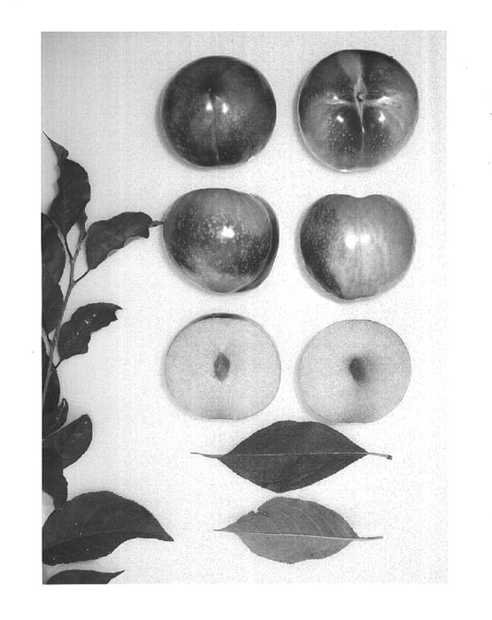 Figure 1 of US plant patent PP15235, the photograph of Plumsweetthree printed in the patent.