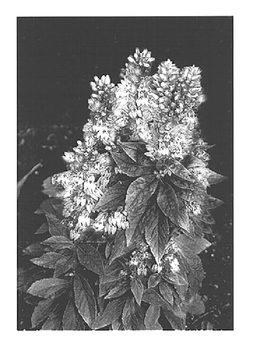 Figure 1 of US plant patent PP15236, the photograph of Lilac Candles printed in the patent.