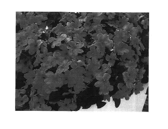 Figure 1 of US plant patent PP15237, the photograph of Fify Pink printed in the patent.