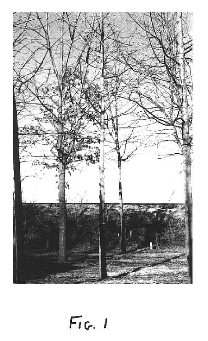 Figure 1 of US plant patent PP15238, the photograph of Beineke 7 printed in the patent.