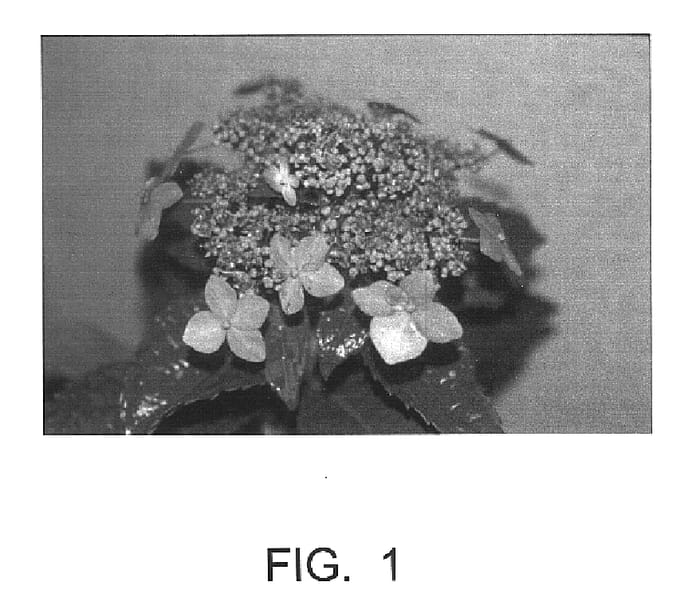 Figure 1 of US plant patent PP15239, the photograph of Sweet Carol printed in the patent.