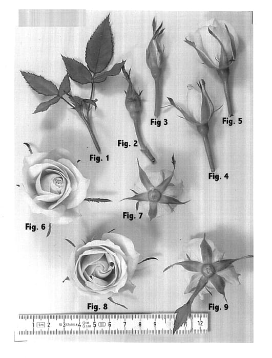 Figure 1 of US plant patent PP15240, the photograph of EVERgreen printed in the patent.