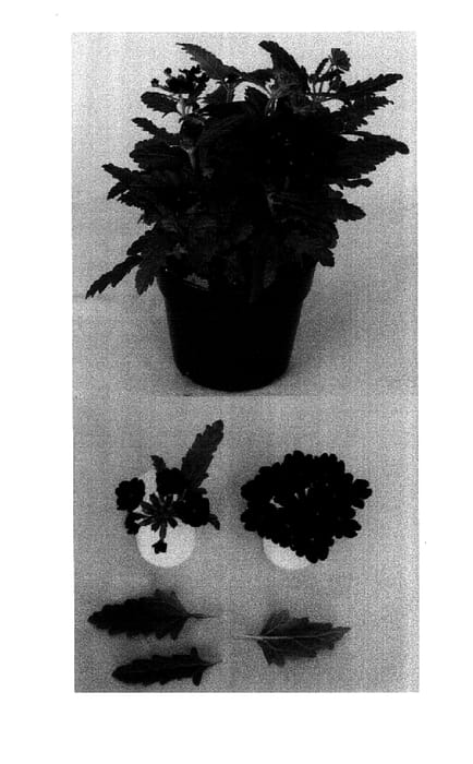 Figure 1 of US plant patent PP15241, the photograph of Bodcompur printed in the patent.