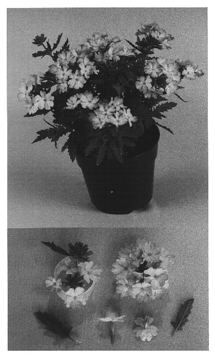 Figure 1 of US plant patent PP15242, the photograph of Bodcompin printed in the patent.