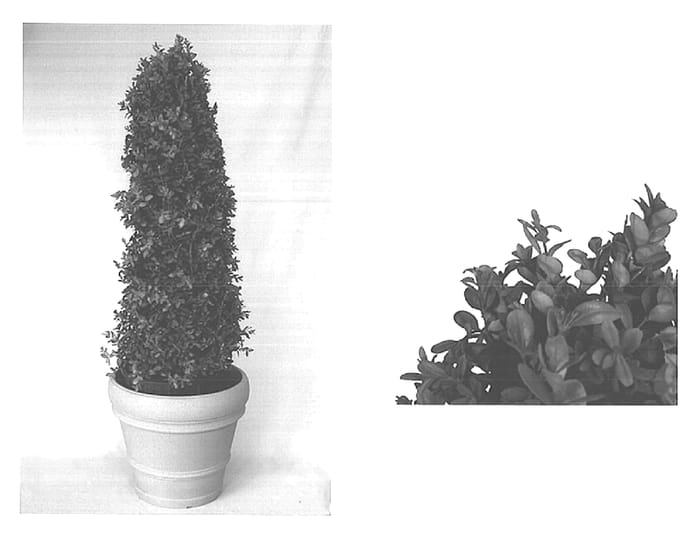 Figure 1 of US plant patent PP15243, the photograph of Monrue printed in the patent.