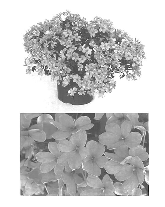 Figure 1 of US plant patent PP15244, the photograph of Bodlizsal printed in the patent.
