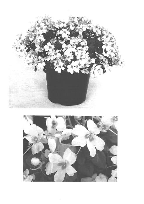 Figure 1 of US plant patent PP15245, the photograph of Bodlizcorbut printed in the patent.