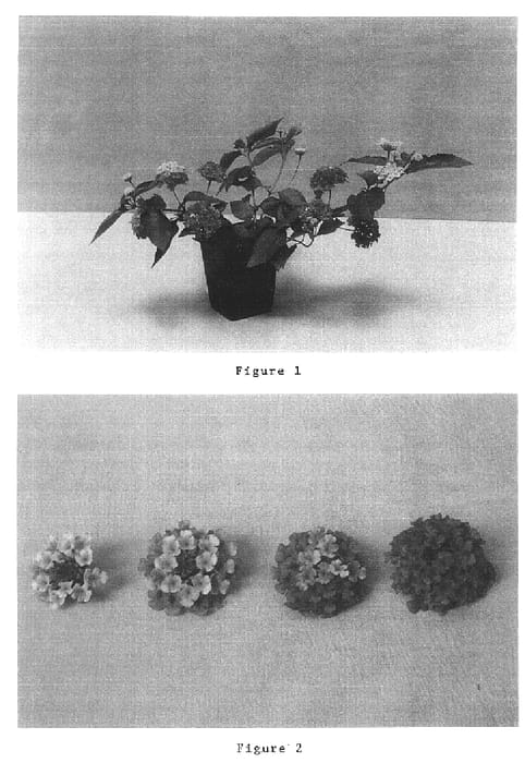 Figure 1 of US plant patent PP15246, the photograph of Balandroglo printed in the patent.