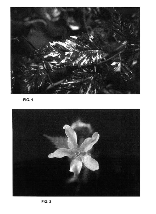 Figure 1 of US plant patent PP15247, the photograph of Fubuki Nishiki printed in the patent.