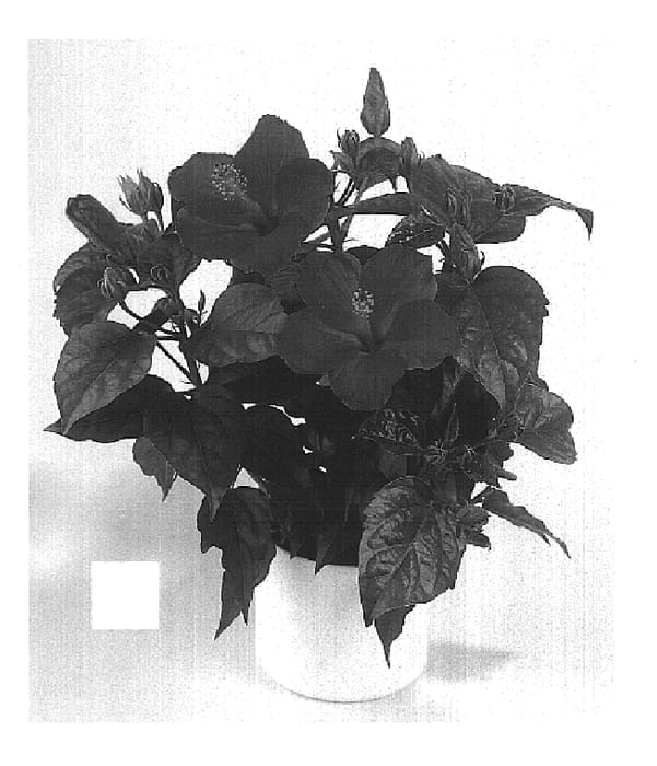Figure 1 of US plant patent PP15249, the photograph of Miami printed in the patent.