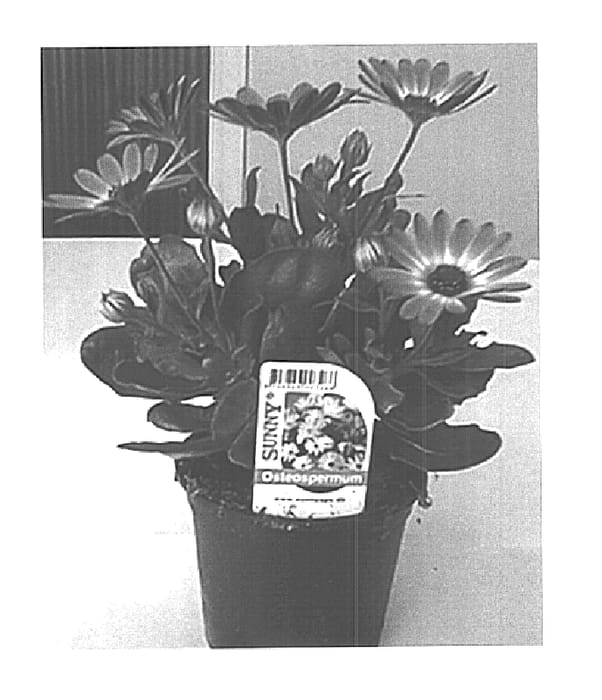 Figure 1 of US plant patent PP15250, the photograph of Sunny Flora printed in the patent.