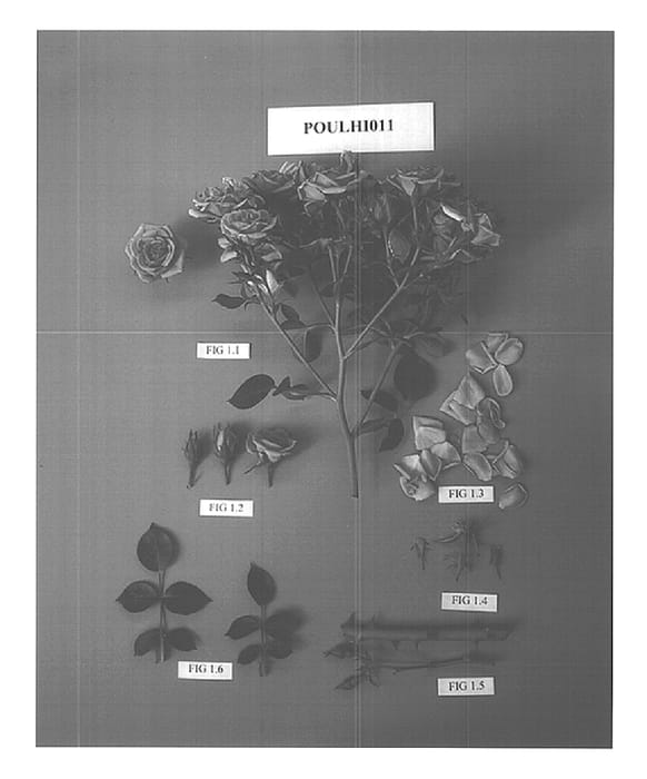 Figure 1 of US plant patent PP15252, the photograph of POULhi011 printed in the patent.