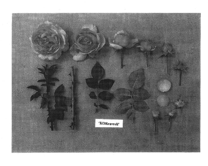 Figure 1 of US plant patent PP15253, the photograph of KORravreli printed in the patent.