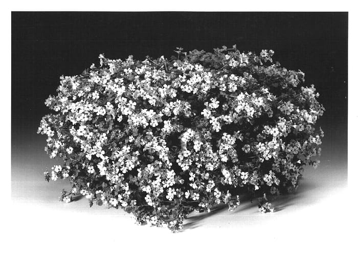 Figure 1 of US plant patent PP15254, the photograph of Sutharis printed in the patent.