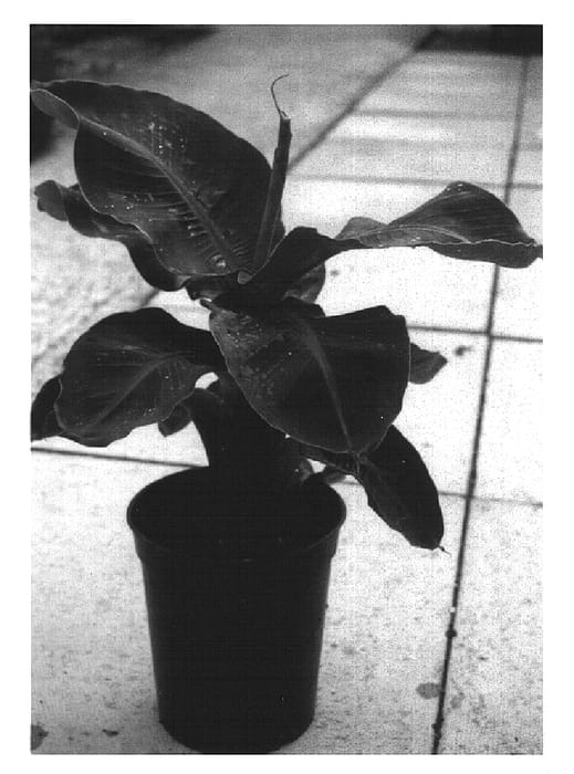 Figure 1 of US plant patent PP15255, the photograph of Little Prince printed in the patent.