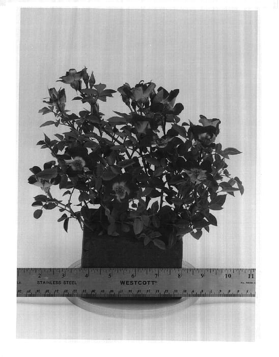 Figure 1 of US plant patent PP15256, the photograph of WEKemilcho printed in the patent.