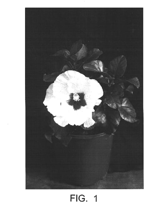 Figure 1 of US plant patent PP15257, the photograph of Moon Pie printed in the patent.