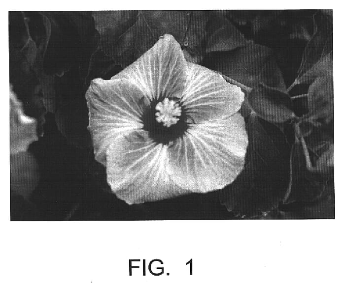 Figure 1 of US plant patent PP15258, the photograph of Forever Young printed in the patent.