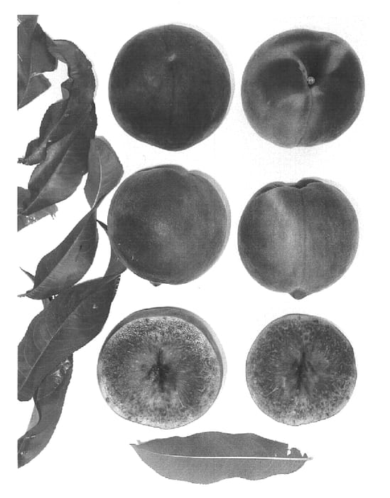 Figure 1 of US plant patent PP15259, the photograph of Sugarpeach printed in the patent.