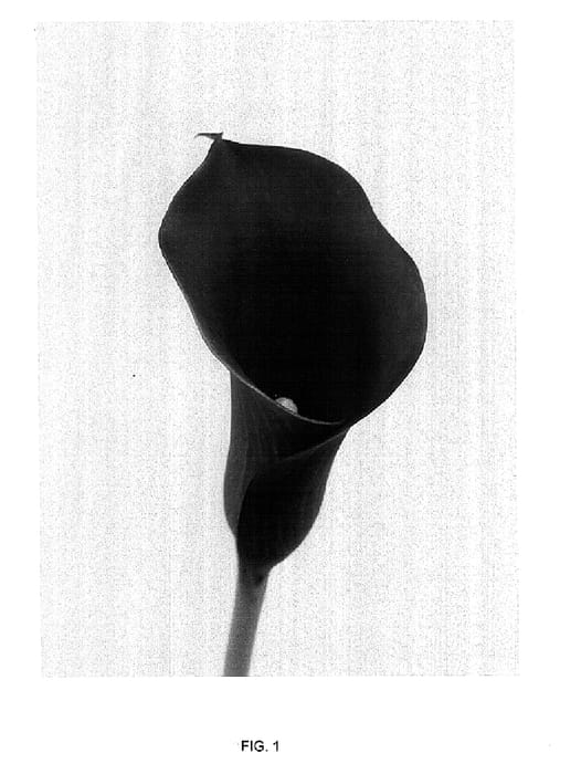 Figure 1 of US plant patent PP15260, the photograph of Hot Lips printed in the patent.