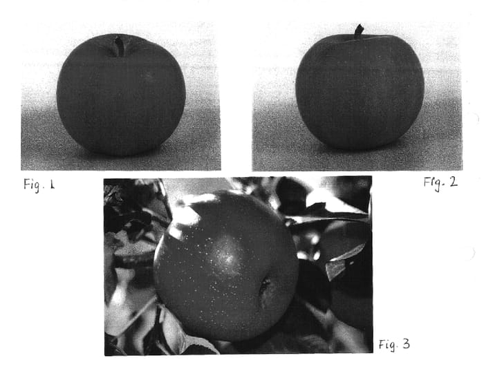 Figure 1 of US plant patent PP15261, the photograph of Brak printed in the patent.