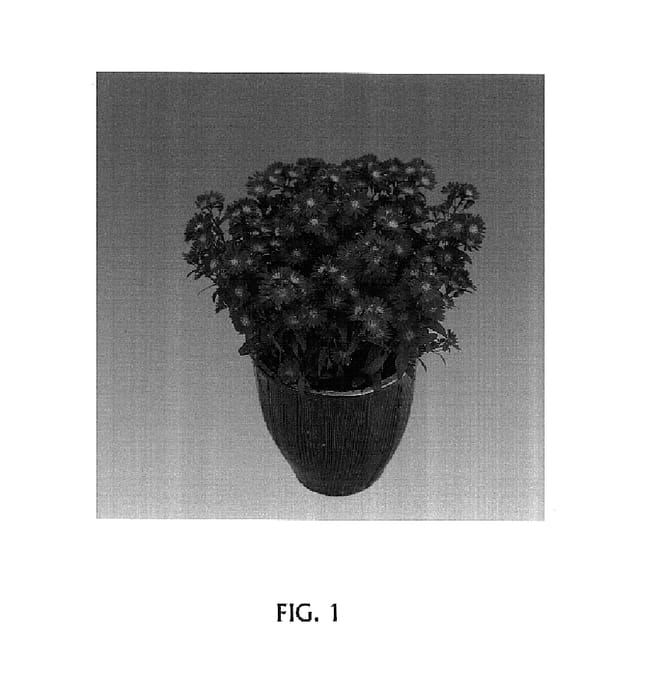 Figure 1 of US plant patent PP15262, the photograph of Dynaster printed in the patent.