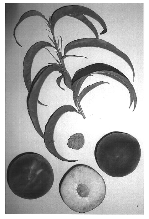 Figure 1 of US plant patent PP15263, the photograph of Burpeachnineteen printed in the patent.
