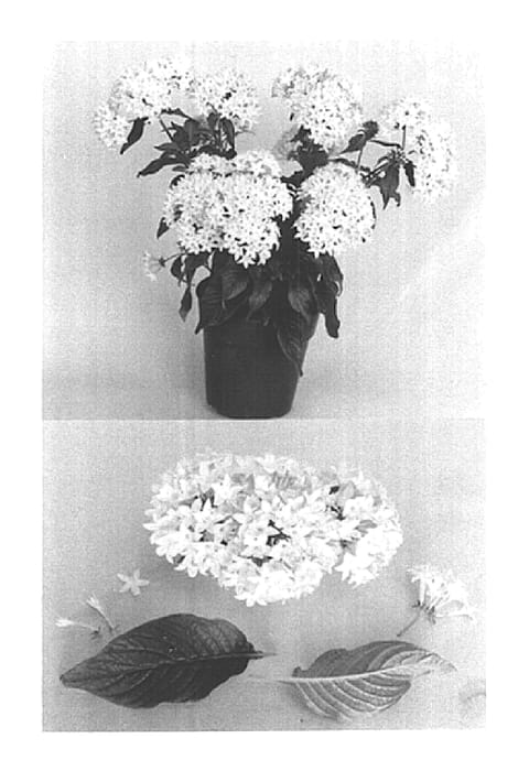 Figure 1 of US plant patent PP15264, the photograph of Lava Pink printed in the patent.