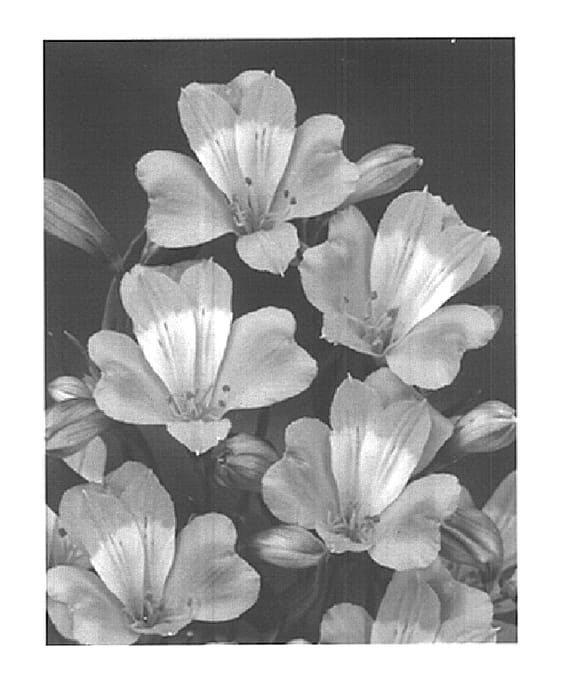 Figure 1 of US plant patent PP15265, the photograph of Zalsasweet printed in the patent.