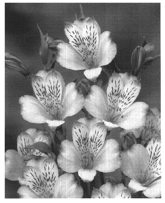 Figure 1 of US plant patent PP15266, the photograph of Zalsambia printed in the patent.