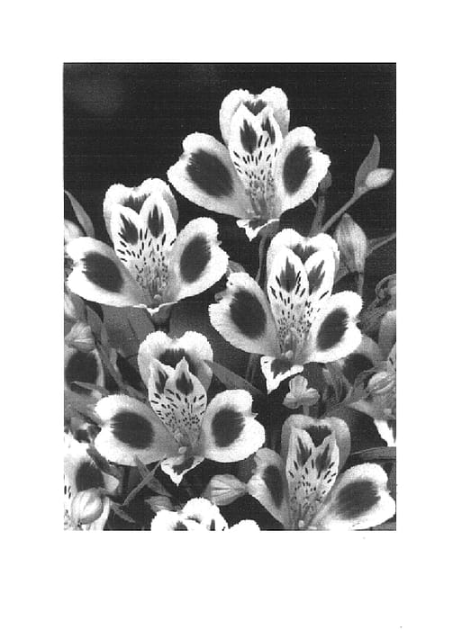 Figure 1 of US plant patent PP15267, the photograph of Zalsamay printed in the patent.